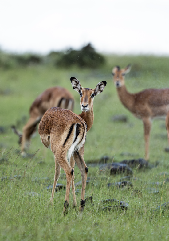 Antelope in the Grassland